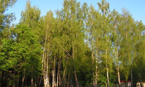 Санаторий Энергетик Гродненская область - Фото 10. Территория