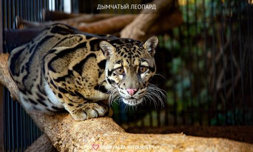 Отель Ялта-Интурист Ялта - Фото 46. 58. Зоопарк отеля. Дымчатый леопард-min