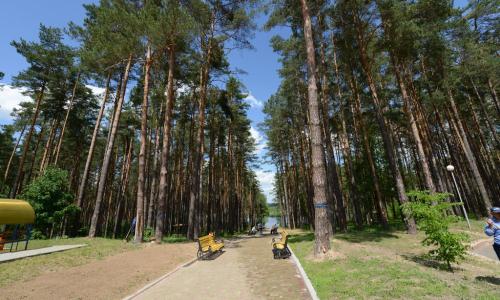 Санаторий Сосны Гомельская область - Фото 11. Территория санатория. Спуск к реке Припять