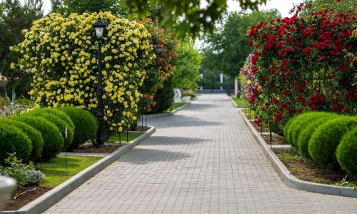 Санаторий Сакрополь Саки (Республика Крым) - Фото 4. Территория