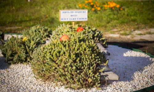 Санаторий Дубрава