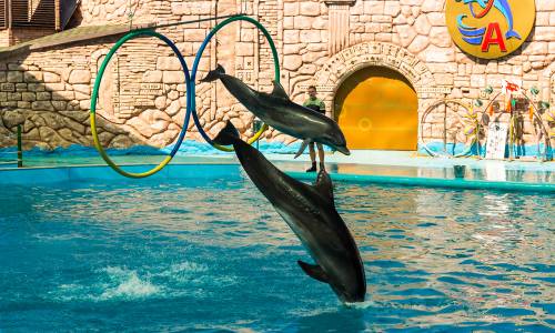 Санаторий Адлеркурорт Дельфин