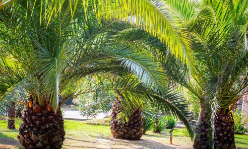 Санаторий Адлеркурорт Дельфин
