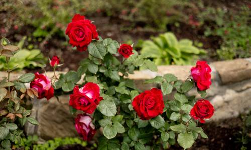 Санаторий Горный Воздух