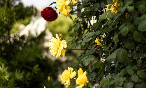 Санаторий Горный Воздух