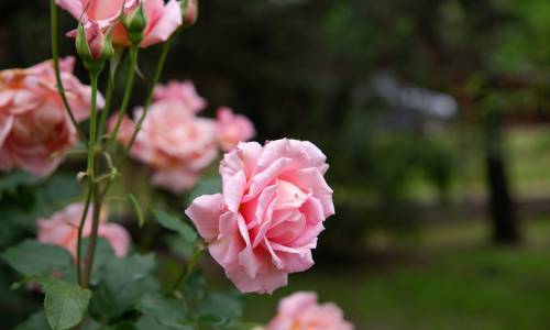 Пансионат Бургас - Фото 15